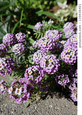 Purple alyssum planted in the ground blooms beautifully in spring. Purple alyssum planted in the ground blooms beautifully in spring. 139436401