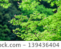 Red maple blossoms in full bloom 139436404