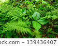 Plants that live in a natural forest like a jungle 139436407