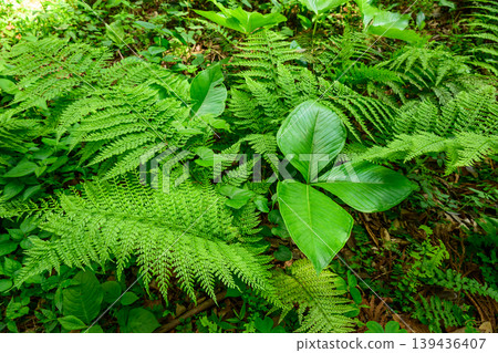 Plants that live in a natural forest like a jungle Plants that live in a natural forest like a jungle 139436407
