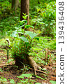 Plants in a natural forest like a jungle 139436408