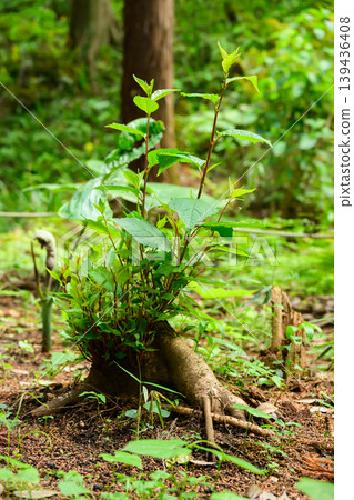 Plants in a natural forest like a jungle 139436408