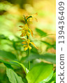Yellow orchids blooming quietly in the natural forest. 139436409