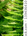 Plants bathed in dappled sunlight in a natural forest resembling a jungle. 139436410