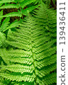 Ferns in a natural forest like a jungle 139436411