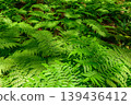 In a natural forest like a jungle 139436412