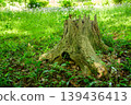 Plants sprouting from decaying tree stumps 139436413
