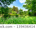 In a forest where white wildflowers grow in clusters 139436414