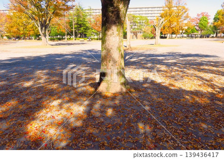 冬日清晨,住宅公園裡,落葉散落一地。 冬日清晨,住宅公園裡,落葉散落一地。 139436417