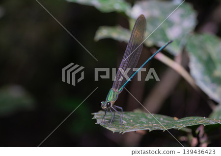 A damselfly clinging to green leaf in national park. A damselfly clinging to green leaf in national park. 139436423