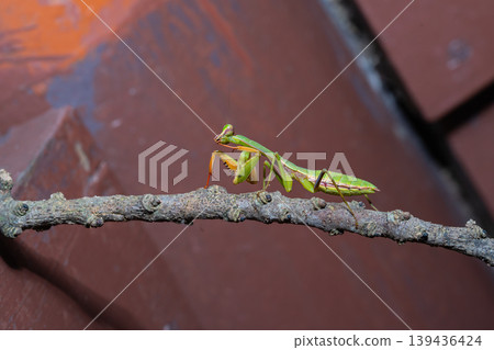 A Praying Mantis, standing on branch in national park. A Praying Mantis, standing on branch in national park. 139436424