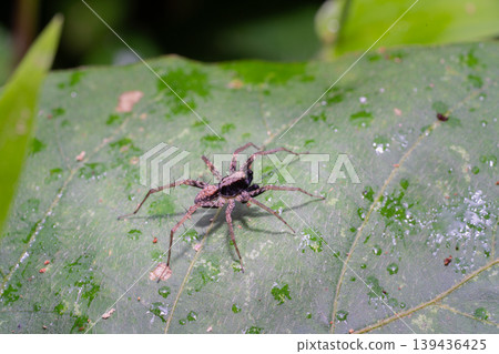 A wolf spider standing on green leaf in national park. A wolf spider standing on green leaf in national park. 139436425
