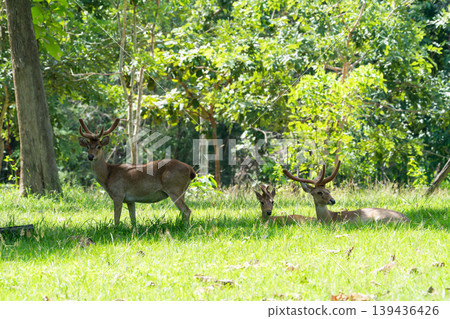Eld's deers or brow-antlered deers standing and laying down on grass in Huai Kha Khaeng Wildlife Sanctuary in Thailand. Eld's deers or brow-antlered deers standing and laying down on grass in Huai Kha Khaeng Wildlife Sanctuary in Thailand. 139436426