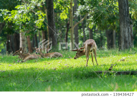 Eld's deers or brow-antlered deers standing and laying down on grass in Huai Kha Khaeng Wildlife Sanctuary in Thailand. Eld's deers or brow-antlered deers standing and laying down on grass in Huai Kha Khaeng Wildlife Sanctuary in Thailand. 139436427