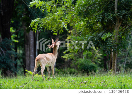An Eld's deer or brow-antlered deer standing on grass in Huai Kha Khaeng Wildlife Sanctuary in Thailand. An Eld's deer or brow-antlered deer standing on grass in Huai Kha Khaeng Wildlife Sanctuary in Thailand. 139436428
