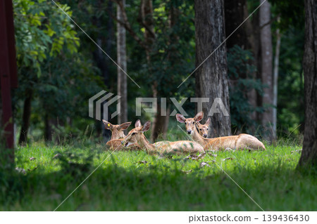 Eld's deers or brow-antlered deers laying down on grass in Huai Kha Khaeng Wildlife Sanctuary in Thailand. Eld's deers or brow-antlered deers laying down on grass in Huai Kha Khaeng Wildlife Sanctuary in Thailand. 139436430