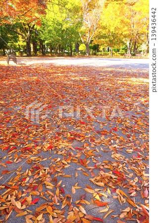 冬日清晨,住宅公園裡,落葉散落一地。 冬日清晨,住宅公園裡,落葉散落一地。 139436442