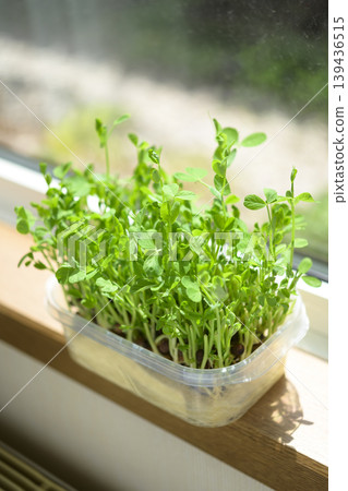 Bean sprouts grown hydroponically Bean sprouts grown hydroponically 139436515