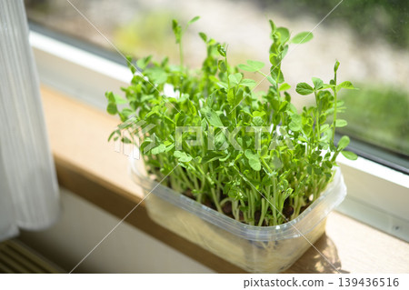 Bean sprouts grown hydroponically Bean sprouts grown hydroponically 139436516