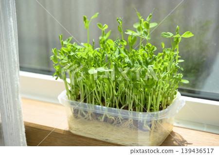Bean sprouts grown hydroponically Bean sprouts grown hydroponically 139436517