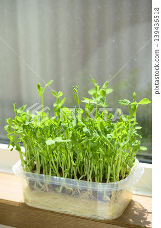 水耕豆芽 139436518