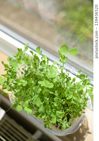 Bean sprouts grown hydroponically Bean sprouts grown hydroponically 139436520