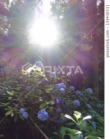 山形市出鹽文字堂盛開的繡球花 山形市出鹽文字堂盛開的繡球花 139436531
