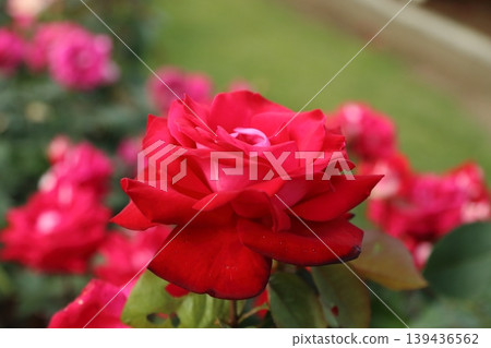 Arao City Ominous Citizen Flower Bed Rose Flower, Arao City Ominous Citizen Flower Bed Rose Flower, 139436562