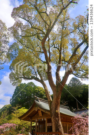 灶門神社,參拜殿(福岡縣太宰府市) 灶門神社,參拜殿(福岡縣太宰府市) 139436624