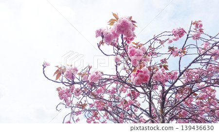 A background image featuring branches of double-flowered cherry blossoms in full bloom against a blue sky, creating a bright spring atmosphere. 139436630