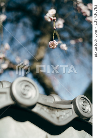 Roof tiles and weeping plum Roof tiles and weeping plum 139436762