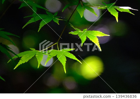 Shining blue maple leaves and dreamy bokeh: a refreshing landscape of new greenery. Shining blue maple leaves and dreamy bokeh: a refreshing landscape of new greenery. 139436836