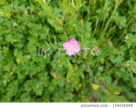 Pink evening primrose flowers blooming in the field Pink evening primrose flowers blooming in the field 139436898