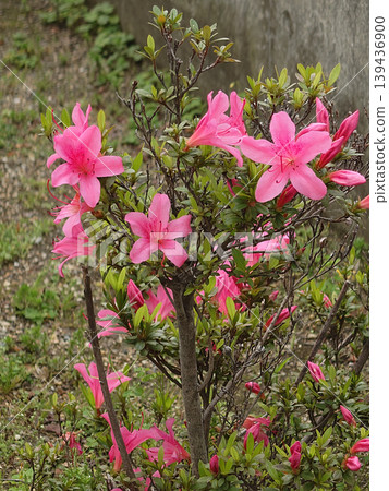 花壇裡盛開著深粉紅色的杜鵑花。 139436900