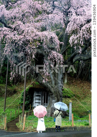Rainy Weeping Cherry Blossoms Rainy Weeping Cherry Blossoms 139436904