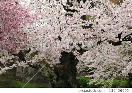 Sakura Contest Sakura Contest 139436905