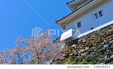 The keep of Wakayama Castle stands out against the blue sky and in full bloom with cherry blossoms. The keep of Wakayama Castle stands out against the blue sky and in full bloom with cherry blossoms. 139436915