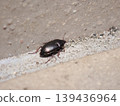 Ground beetle - diagonally behind 139436964