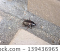 Ground beetle - diagonally upwards 139436965