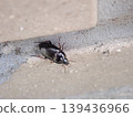 Ground beetle - top 139436966