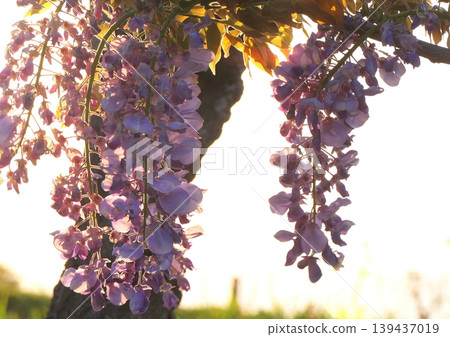 Purple wisteria flowers shining in the setting sun Purple wisteria flowers shining in the setting sun 139437019