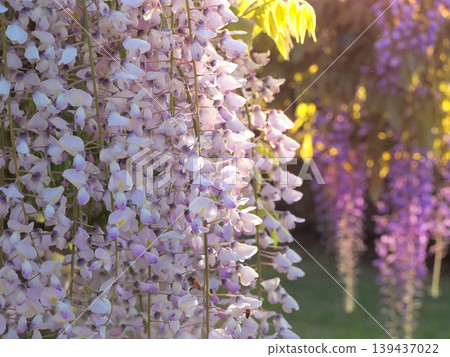 紫藤花在夕陽下閃閃發光 紫藤花在夕陽下閃閃發光 139437022
