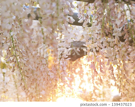White wisteria flowers shining in the setting sun White wisteria flowers shining in the setting sun 139437023