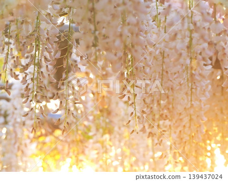 White wisteria flowers shining in the setting sun (2) White wisteria flowers shining in the setting sun (2) 139437024