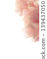 Peony - Shakuyaku PB 139437050