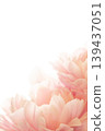 Peony - Shakuyaku PA 139437051