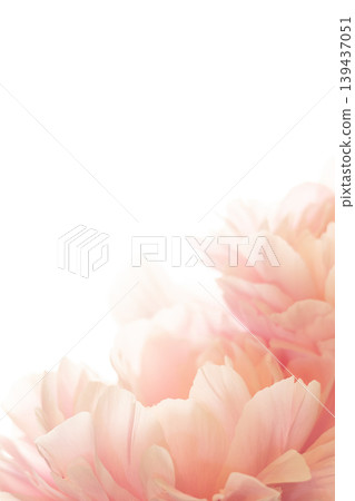 Peony - Shakuyaku PA Peony - Shakuyaku PA 139437051