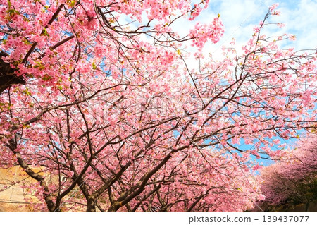 Kawazu cherry tree on Miura coast Kawazu cherry tree on Miura coast 139437077