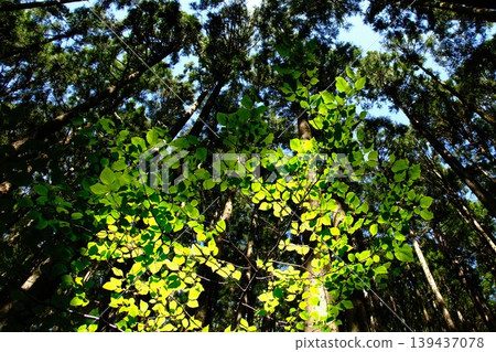 A ray of hope shines through the dark forest; fresh green leaves symbolize growth. A ray of hope shines through the dark forest; fresh green leaves symbolize growth. 139437078