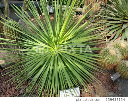 龍舌蘭屬植物的放射狀葉片 139437134